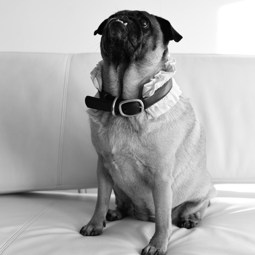 Victorian Dog Collar