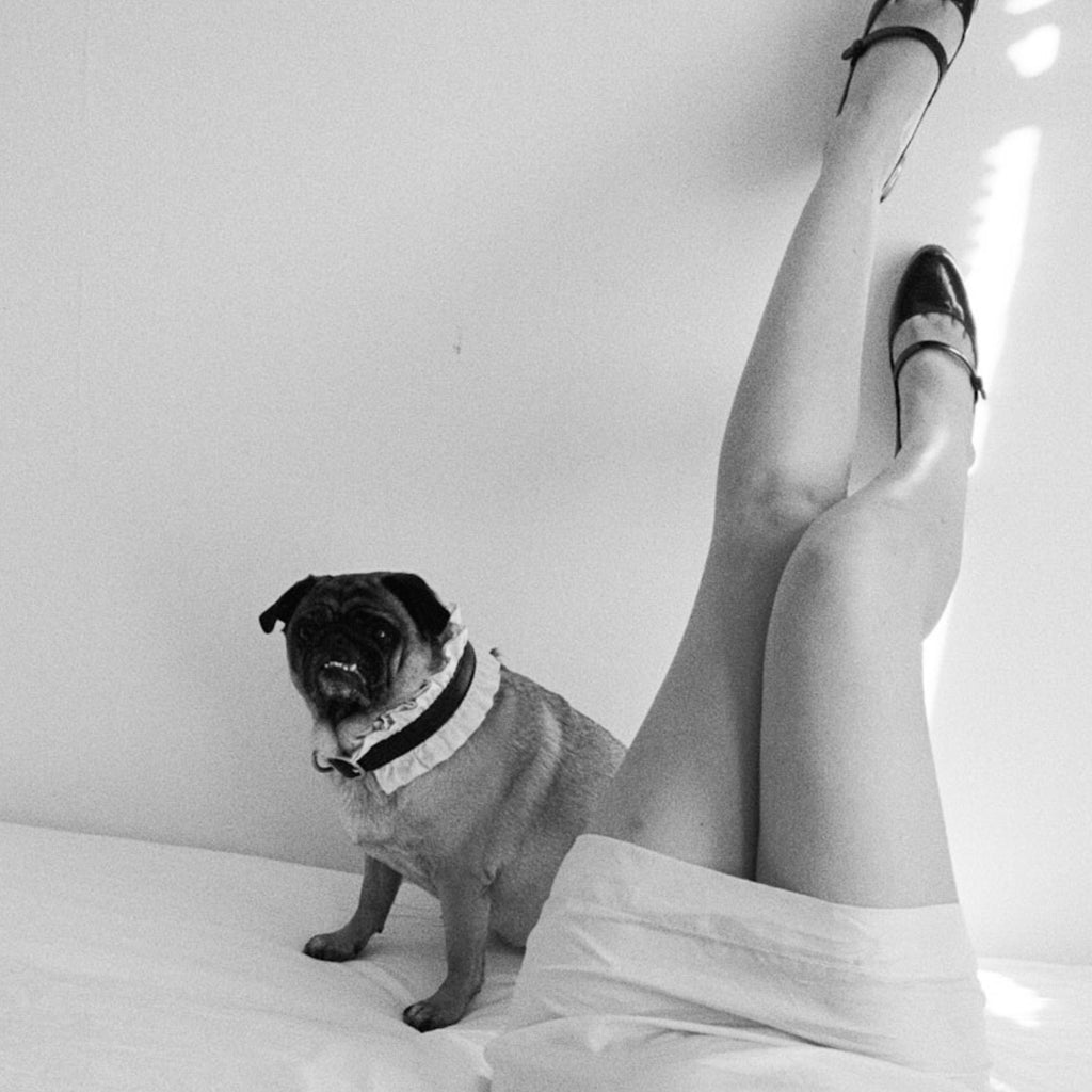 Victorian Dog Collar