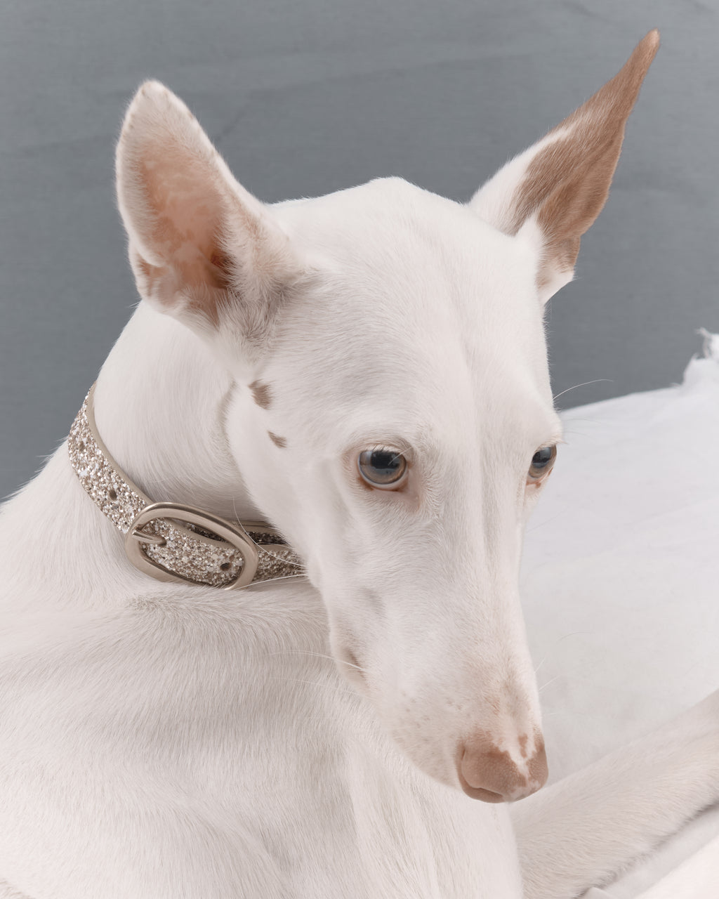 Glam Collar