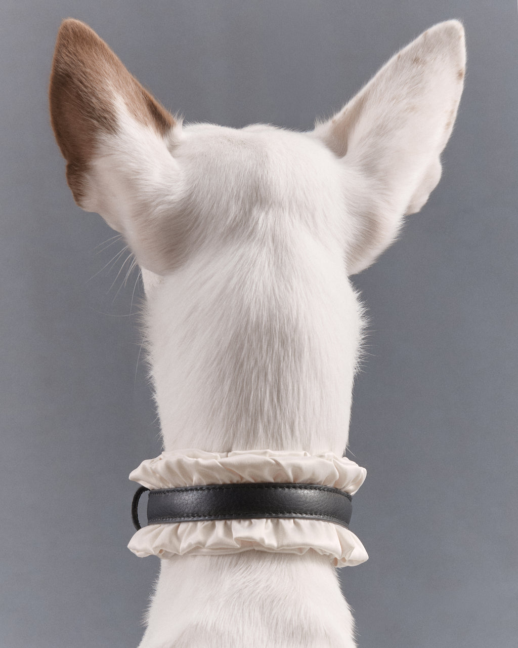 Victorian Dog Collar