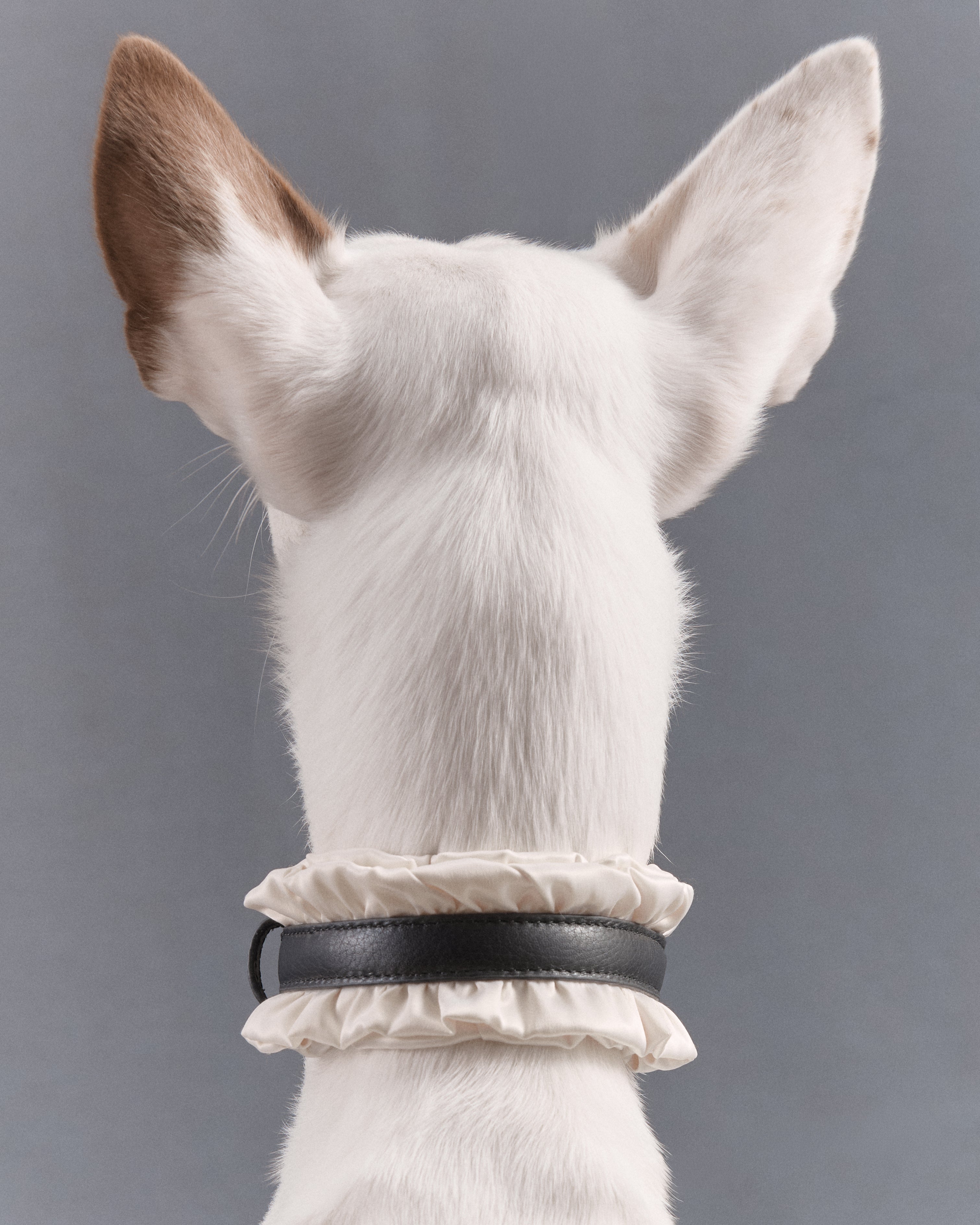 Victorian Dog Collar